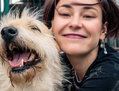 Vuoi investire nella pet economy? Scopri come aprire un asilo per cani e fai la differenza